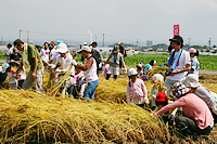 おコメ実らせ隊2011 黄金の収穫祭